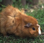 Photo of Barnet the Guinea Pig for Your Expert Witness story