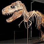 Photo of Tyrannosaurus bataar for Your Expert Witness story