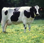 Picture of a cow for Your Expert Witness story
