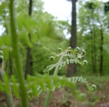 Picture of a forest for expert witness environment story