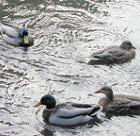 Picture of ducks for Expert Witness wildlife story