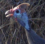 Picture of helmeted guinea fowl for your Expert witness story