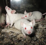 Expert Witness: picture of Laboratory Mice by Aaron Logan