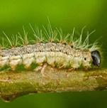 Picture of oak processionary moth for Your Expert Witness story