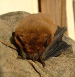 Photo of a pipistrelle for Your Expert Witness story