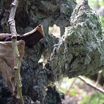 Picture of asbestos contamination in the Spodden Valley