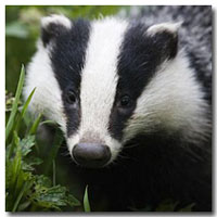 Your Expert Witness badger cull