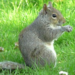Picture of grey squirrel for Expert Witness story