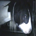 A frame from the footage of horses being mistreated for Your Expert Witness story