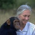 Photo of Jane Goodall with chimpanzee for Your Expert Witness story