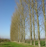Picture of poplar trees by Dave Bushell for Your Expert Witness story