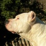 Picture of a dog of a banned breed for Your Expert Witness story