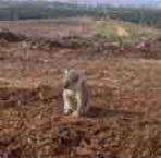 Koala pic for Your Expert Witness story