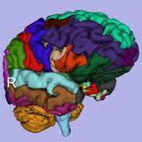 brain