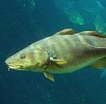 Picture of a cod for Your Expert Witness story
