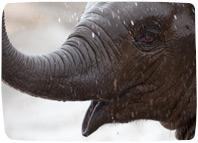 Picture of young Asian elephant for Your Expert Witness story